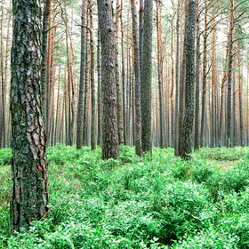Photo of a forest