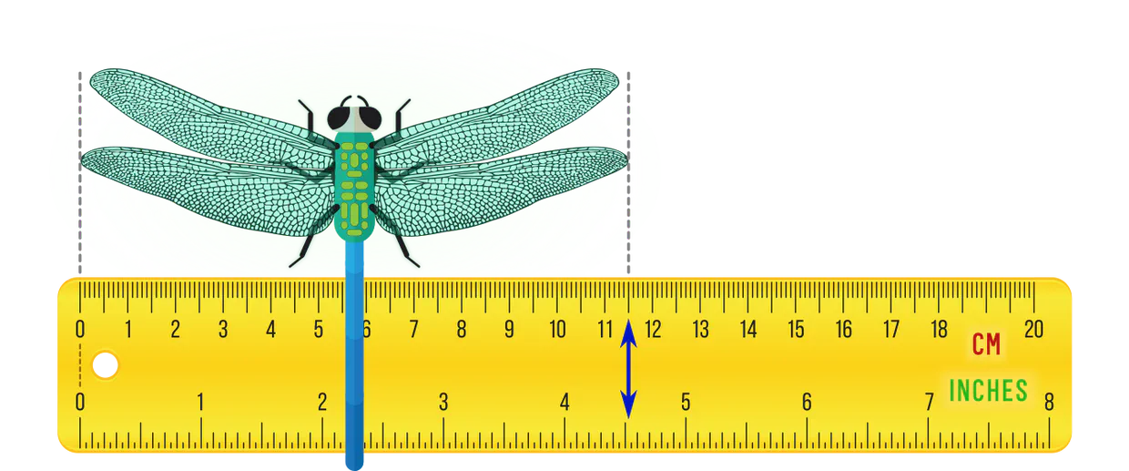 A ruler with centimeters or inches as units of measurement
